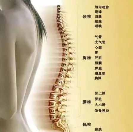 为什么脊椎要定期矫正？